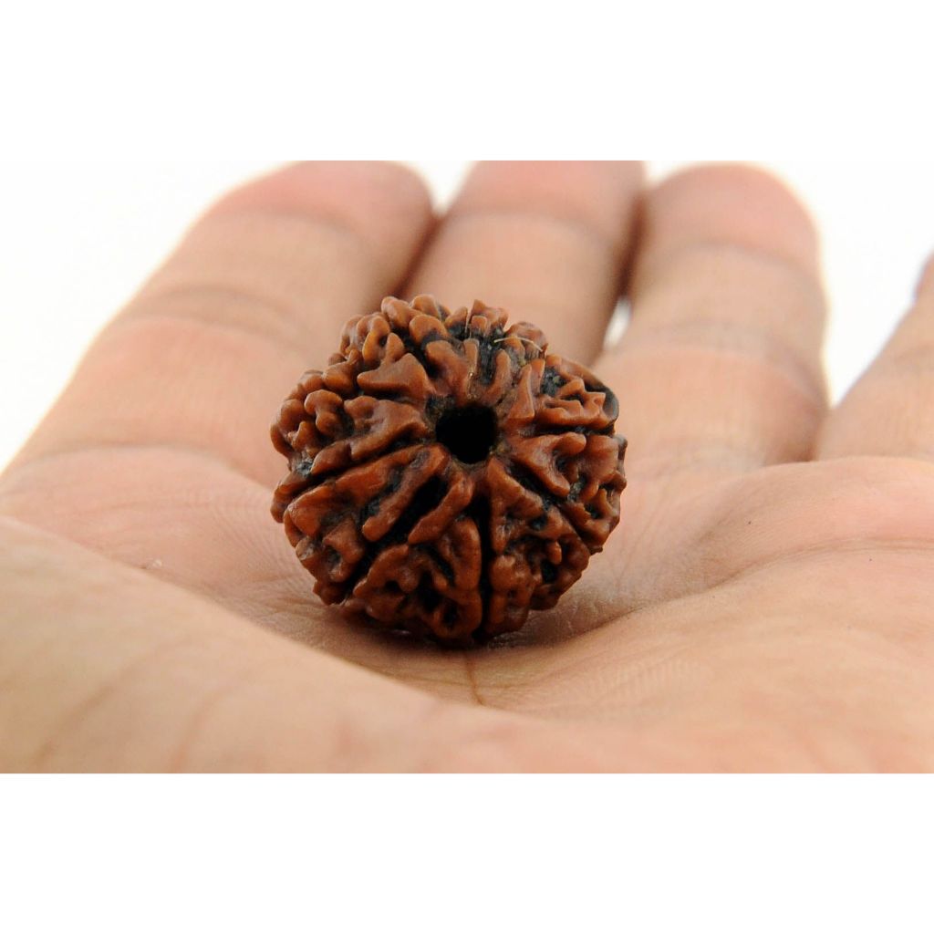 Rudraksha Live Plant – 30cm Seedling - Sacred Bead Tree for Hinduism & Spiritual Growth