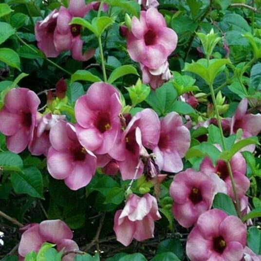Violet Cascades  Unleash the Beauty of Allamanda Blanchetii Vines Climbing
