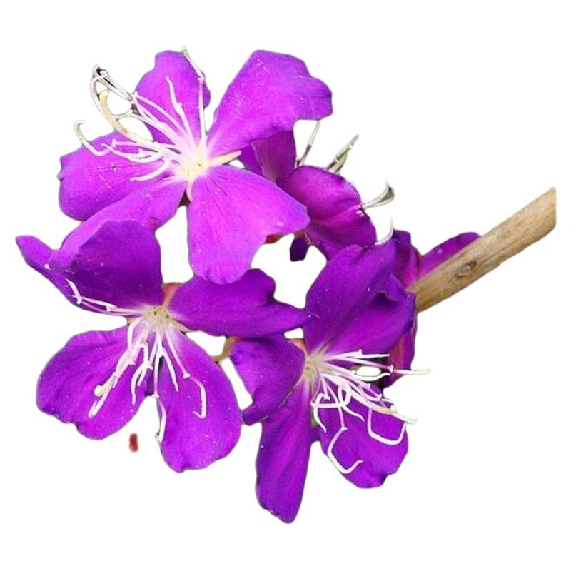 Sindo - Exotic Tanaman Taibucina A Botanical Wonder Live Plant JWY35ZVG31