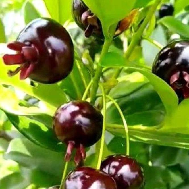 Black Grumichama (Eugenia brasiliensis) -  - Pokok Grumichama Hitam - ब्लैक ग्रुमिचामा पौधा Black Grumichama – Sweet Cherry-like Fruit, Tropical Delight, Rare Edible Plant, Garden Berry Tree LIVE PLANT