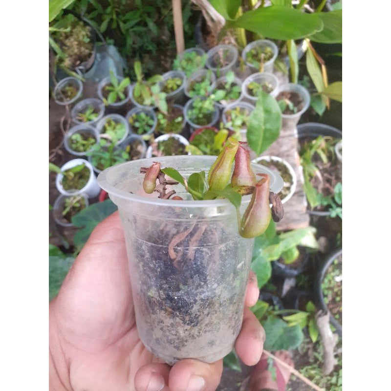Nepenthes tobaica
