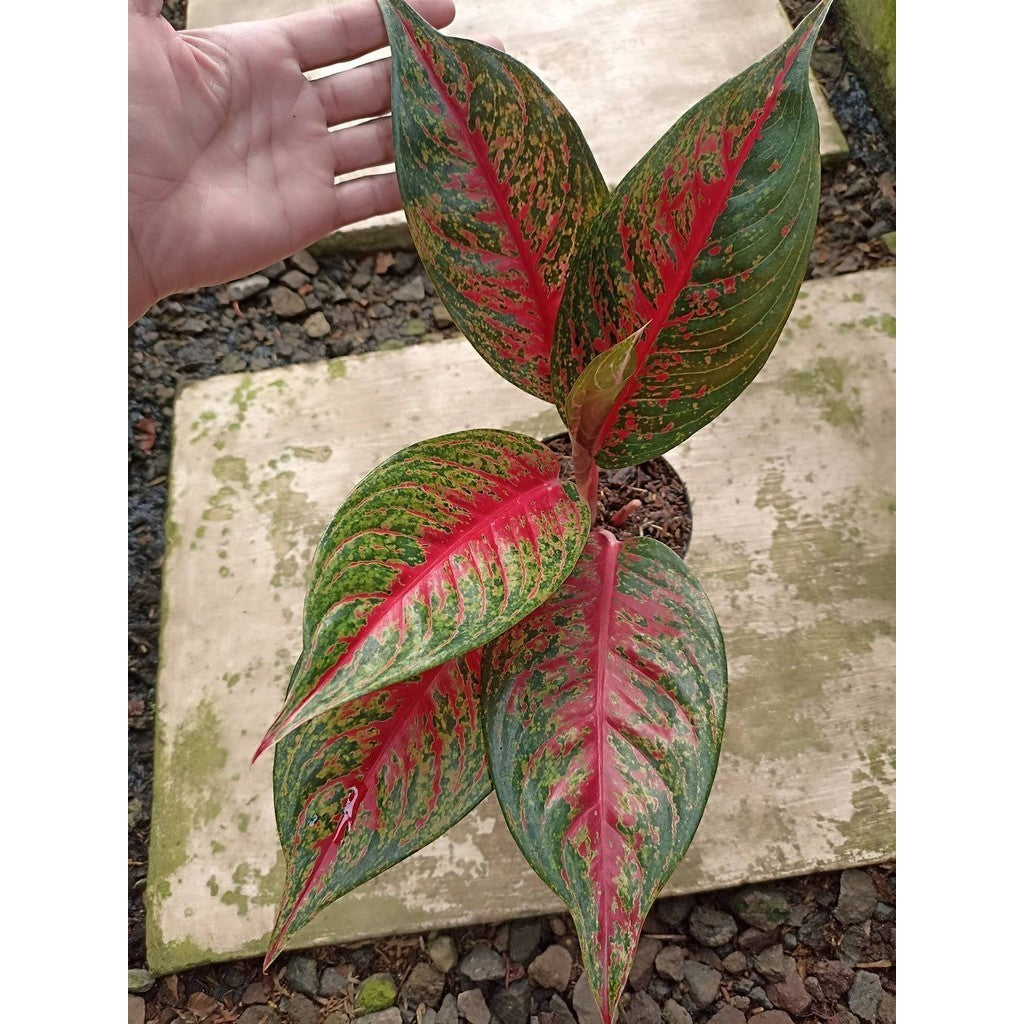 Sindo - Aglonema Hot Lady Live Plant OJZ22S5CXE