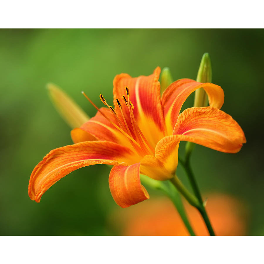 Sindo - Tawny Daylily   Embrace the Warmth and Beauty of Tawny Hues in Your Garden Live Indoor Plant