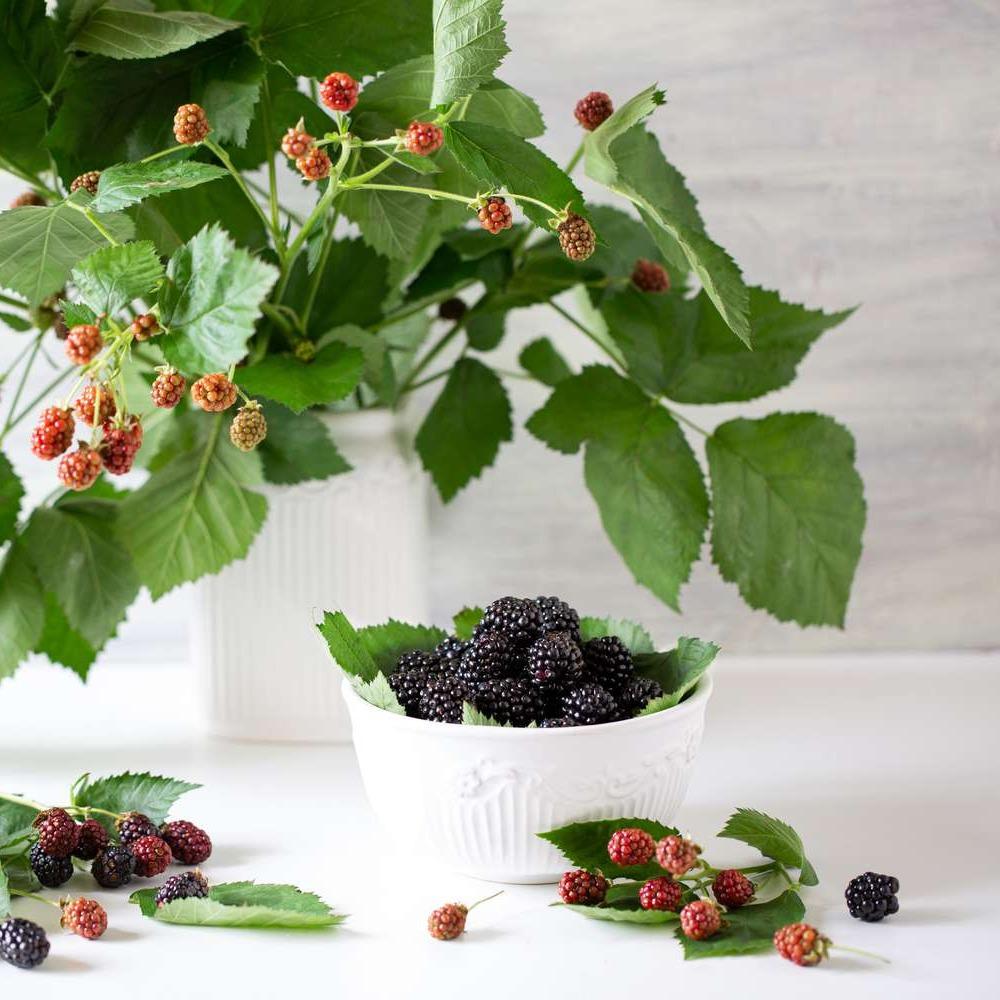 Blackberry Plant (Rubus fruticosus) -  - Pokok Blackberry - ब्लैकबेरी पौधा Blackberry Plant – A Delicious Addition to Your Indoor Garden, Vitamin-Rich Berries, Compact Grower, Edible & Ornamental LIVE PLANT