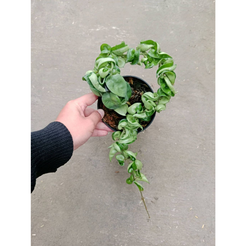 Sindo - Hoya Compacta   A Beautiful and Easy-to-Grow Addition to Your Indoor Collection