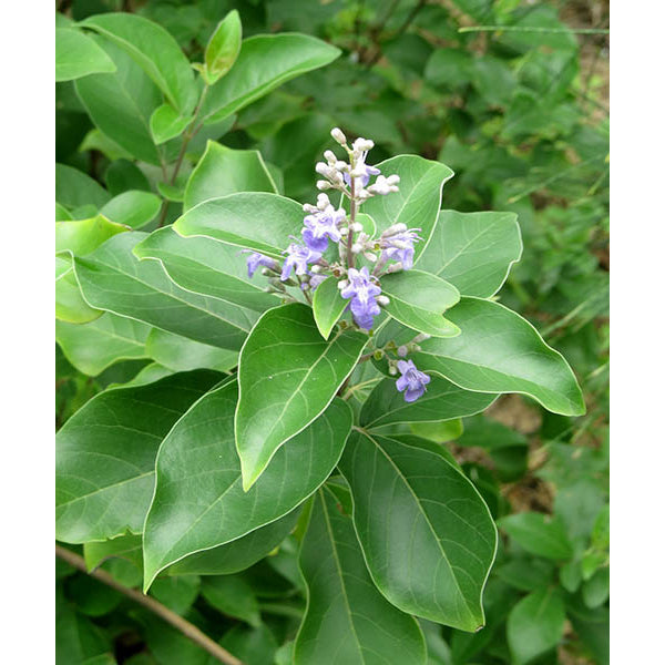 Sindo - Vitex trifolia   Beauty and Fragrance for Your Garden Retreat