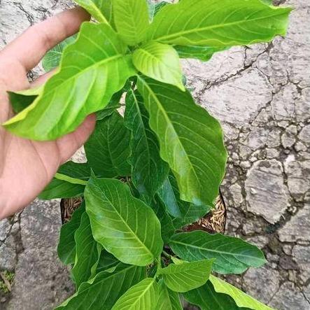 Bali Jasmine (Vallaris glabra) -  - Pokok Kesidang - केसिदांग चमेली Bali Jasmine – Strong Fragrance, Star-Shaped Flowers, Climbing Vine, Traditional Symbol, Tropical Beauty LIVE PLANT