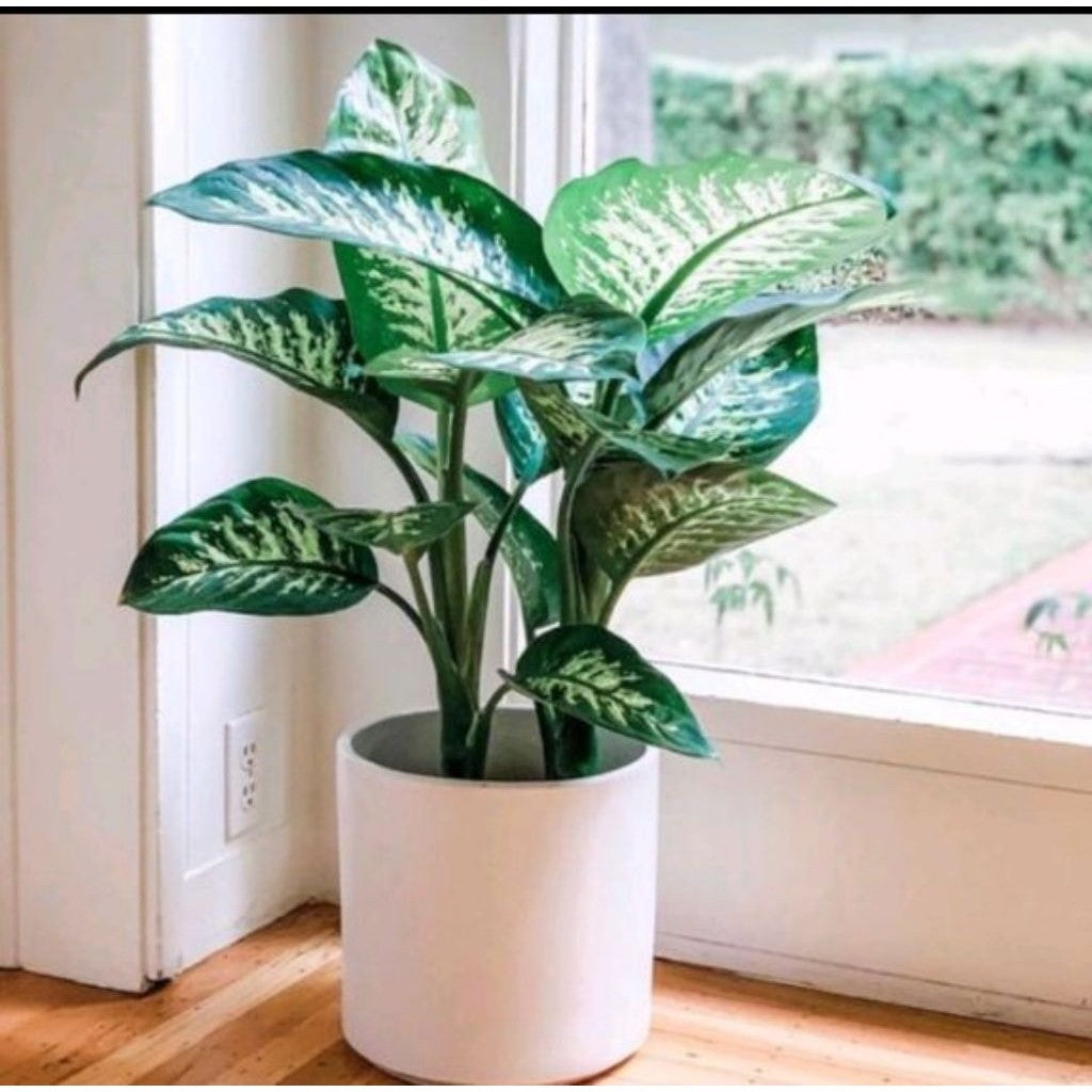 Aglaonema Sri Rejeki Zebra / 白斑万年青 / Pokok Aglonema Zebra / अग्लोनेमा ज़ेबरा पौधा (Singapore: Zebra Aglaonema Plant) – S