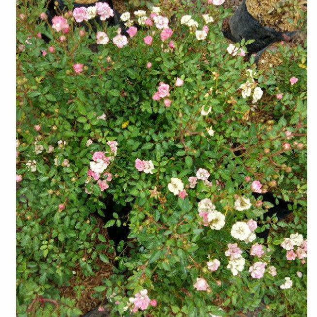 Baby Rose / 迷你玫瑰 / Mawar Mini / बेबी गुलाब – Rosa Multiflora Singapore – Fragrant Bloom, Compact Size, Easy Care, Long Flowering, Elegant Look – LIVE PLANT