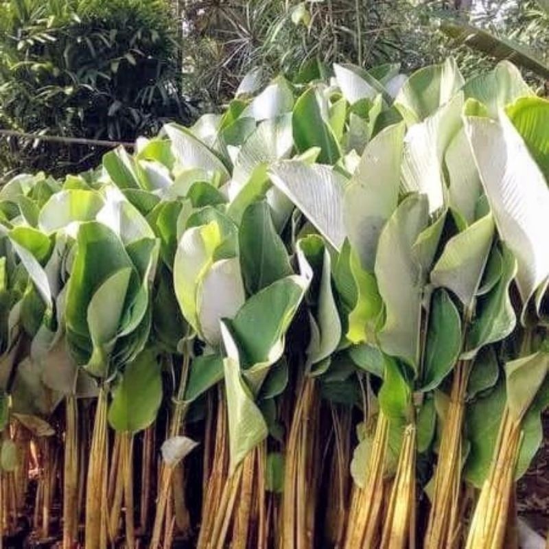 Calathea Luthea Green / 绿竹芋 / Meranti Hijau / हरा कैलाथिया (Singapore: Calathea Luthea Plant) – Lush Leaves, Air Purifyi