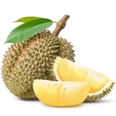 Durian Montong (Durio zibethinus) -  - Pokok Durian Montong - मोंथोंग ड्यूरियन Montong Durian – Grafted Tree, Sweet Creamy Flesh, Fast Fruiting, Tropical King, Edible Garden LIVE PLANT