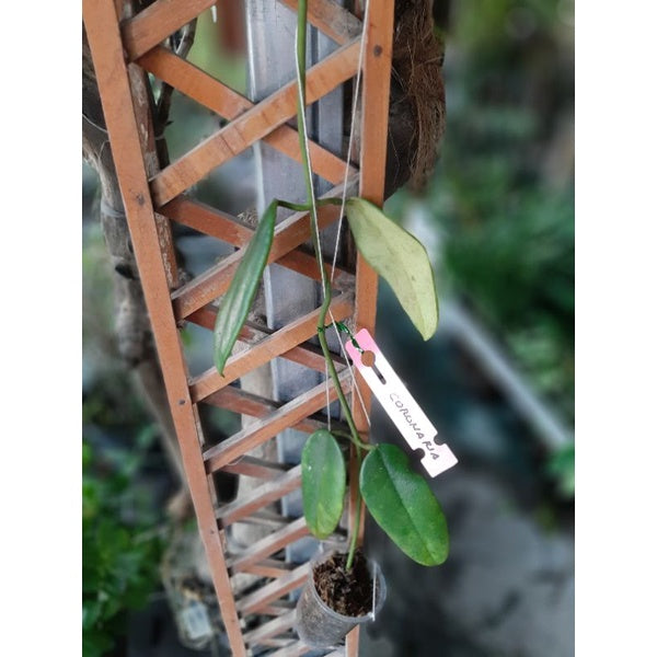 Hoya coronaria