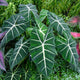 Alocasia Frydek (Alocasia micholitziana 'Frydek') -  - Pokok Alocasia Beludru Frydek - अलोकेसिया फ्रायडेक Alocasia Frydek – Velvet Leaves, Striking Veins, Compact Aroid, Collector’s Choice, Indoor Foliage LIVE PLANT
