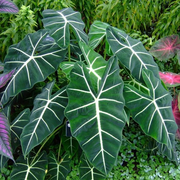 Alocasia Frydek (Alocasia micholitziana 'Frydek') -  - Pokok Alocasia Beludru Frydek - अलोकेसिया फ्रायडेक Alocasia Frydek – Velvet Leaves, Striking Veins, Compact Aroid, Collector’s Choice, Indoor Foliage LIVE PLANT