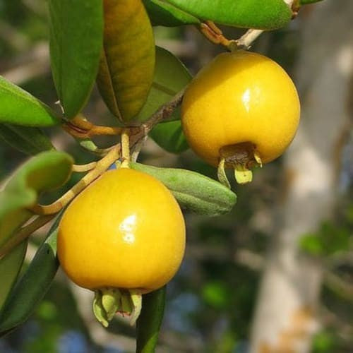 Tropical Delight  Yellow Pitomba Fruit Plant - Experience Exotic Sweetness