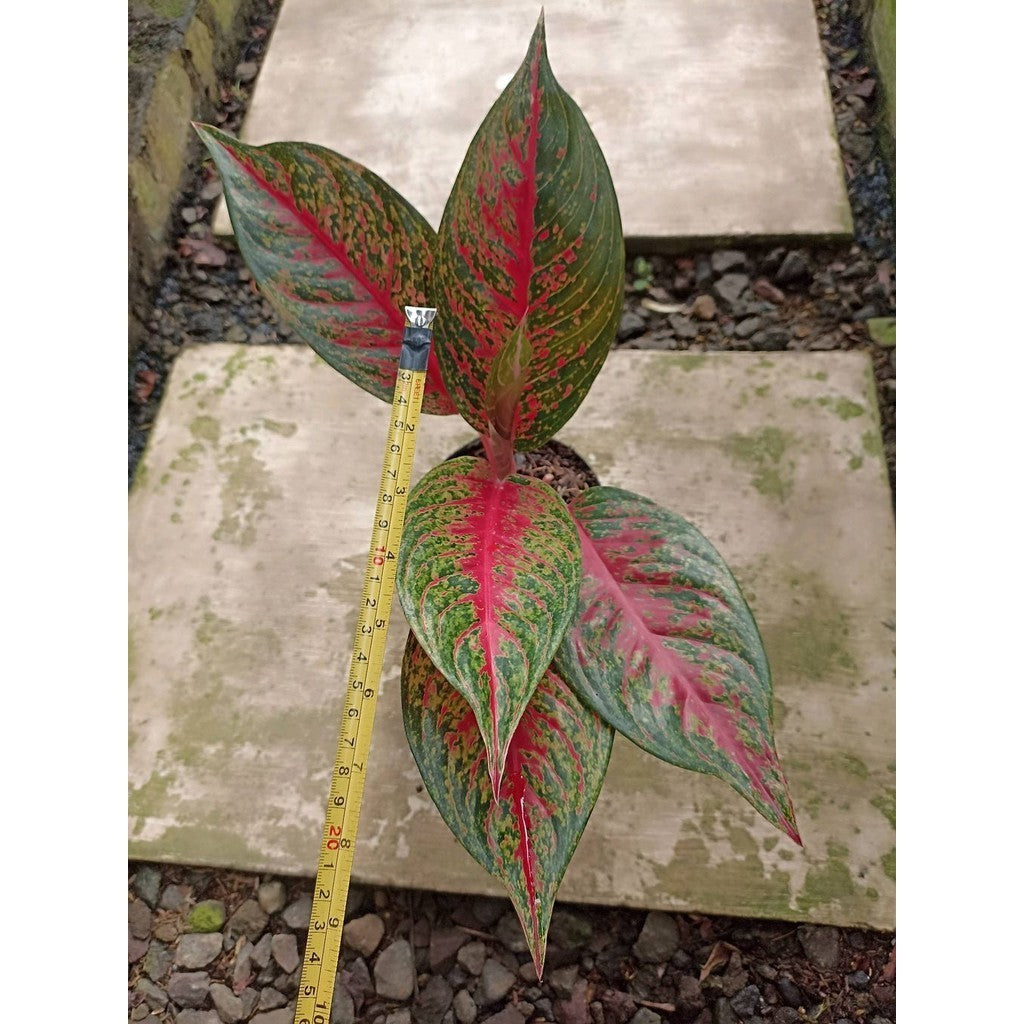 Sindo - Aglonema Hot Lady Live Plant OJZ22S5CXE