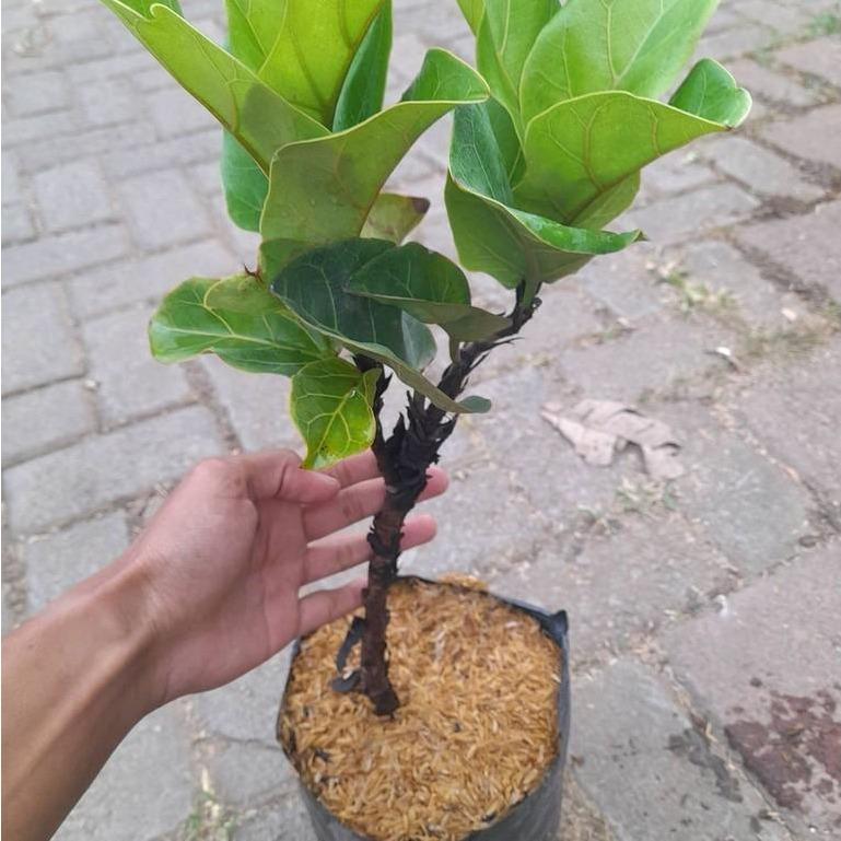 Fiddle Leaf Fig (Ficus lyrata) -  - Pokok Ficus Lyrata - फिकस लीरेटा पौधा Lush Ficus Lyrata Verdant – Iconic Indoor Tree, Bold Green Foliage, Modern Home Decor Plant, Low Maintenance, LIVE PLANT