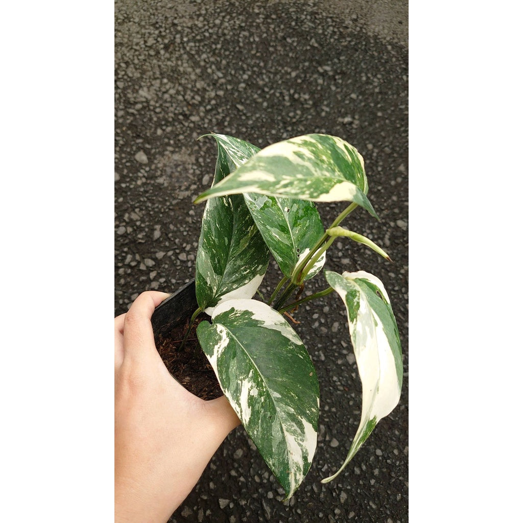 Sindo - Epipremnum Pinnatum Variegated Live Plant GV4XVBT2TW