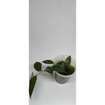 Hoya patella