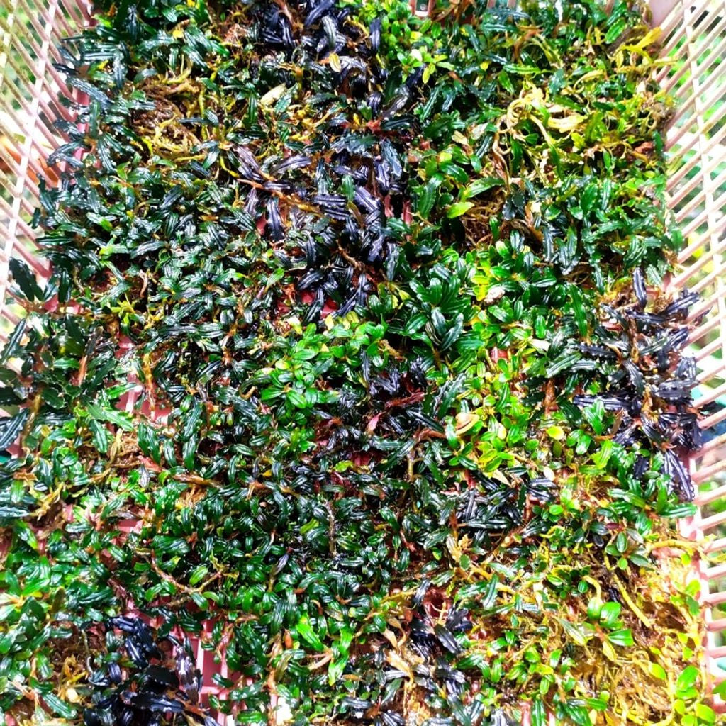 Sindo - Bucephalandra Mini Micro Hulu Gurung Per Basket 25x30 cm Live Plant OXG8W5RNXG