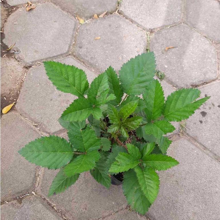 Blackberry Plant (Rubus fruticosus) -  - Pokok Blackberry - ब्लैकबेरी पौधा Blackberry Plant – A Delicious Addition to Your Indoor Garden, Vitamin-Rich Berries, Compact Grower, Edible & Ornamental LIVE PLANT