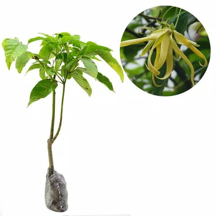 Sindo - Heavenly Scented Delight  Cultivating Ylang Ylang / Cananga Odorata Fragrant Flower