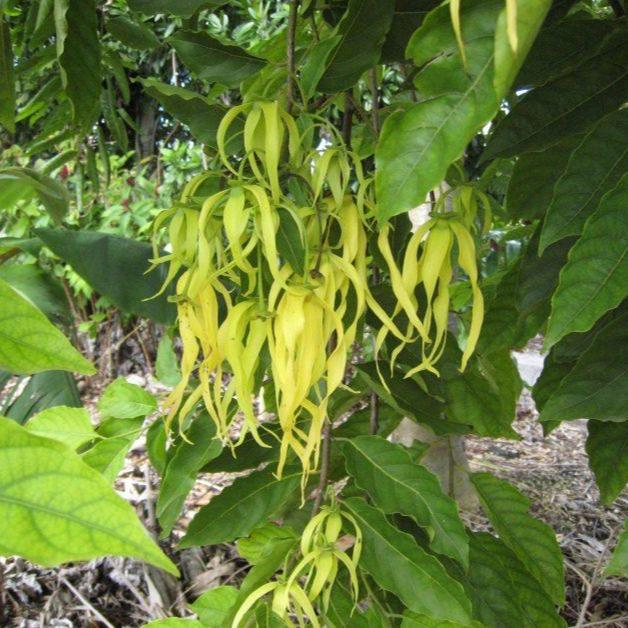 Ylang-Ylang (Cananga odorata) -  - Pokok Kenanga - केनांगा फूल पौधा Heavenly Fragrance – Cananga Odorata, Exotic Perfume Tree, Aromatherapy Favorite, Tropical Flowering Beauty LIVE PLANT