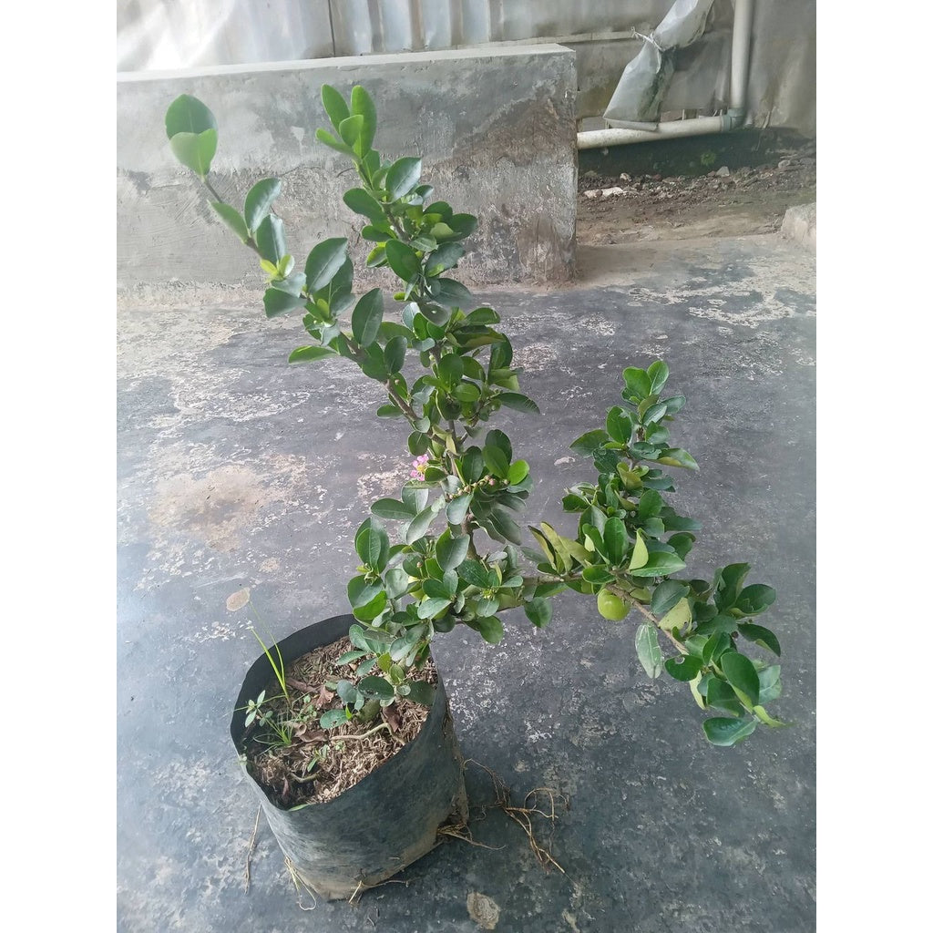 Sindo - Barbados Cherry Live Plant U9L9248OR4