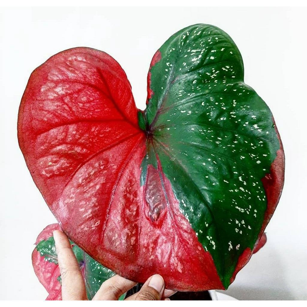 Sindo - Elegant Caladium Red Beret - Unleash the Beauty of Nature in Your Space