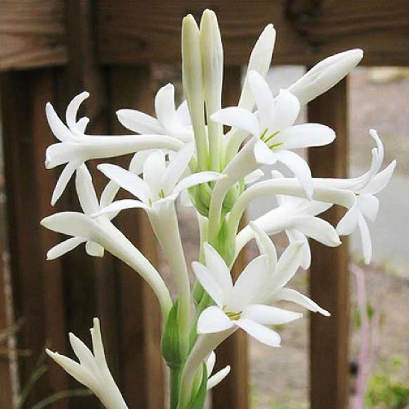 Tuberose (Polianthes tuberosa) -  - Pokok Sedap Malam - ट्यूबरोज़ फूल पौधा Tuberose Ornamental – Fragrant White Spikes, Night-Blooming Elegance, Aromatherapy Garden Plant, Sacred & Decorative LIVE BULB/PLANT