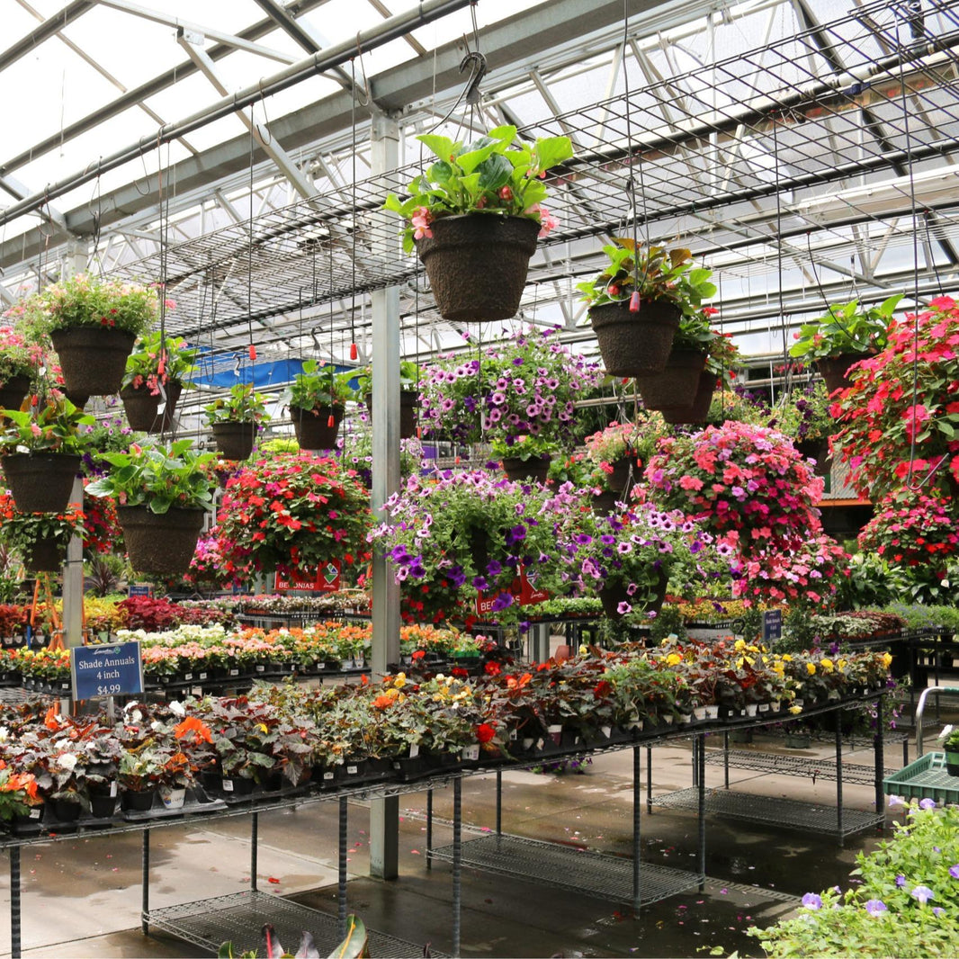 Dwarf Papyrus (Cyperus prolifer) -  - Pokok Papirus Kerdil - बौना पपीरस पौधा Dwarf Papyrus – Mini Water Plant, Unique Tropical Look, Easy to Grow, Pond Edge Beauty, Compact Grass-like LIVE PLANT