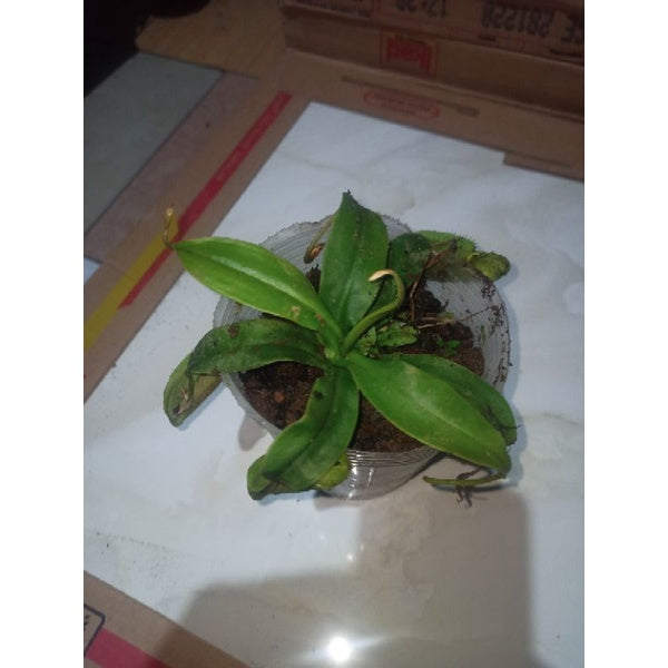 Nepenthes gymnamphora
