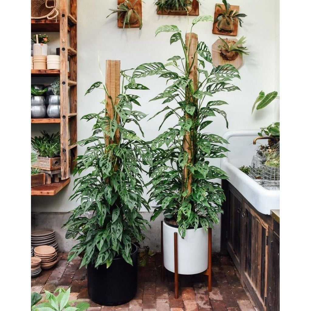 Monstera Adansonii / 窟窿龟背竹 / Janda Bolong / छेददार पौधा (Singapore: Swiss Cheese Plant) – Trendy Look, Air Purifying, Ea
