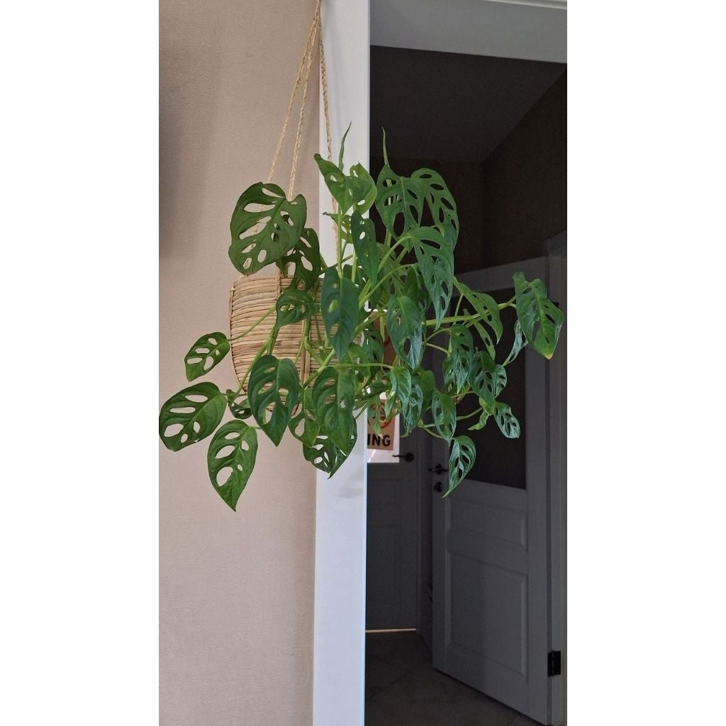 Monstera Adansonii / 窟窿龟背竹 / Janda Bolong / छेददार पौधा (Singapore: Swiss Cheese Plant) – Trendy Look, Air Purifying, Ea