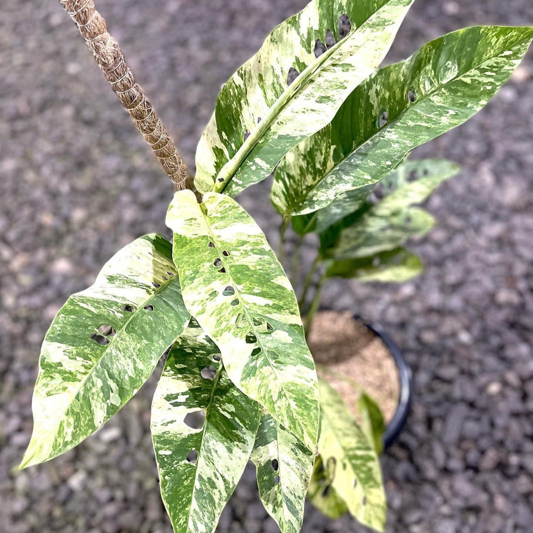 Rhapidophora Megasperma “Gorilan” -  - Pokok Rhapidophora Megasperma Gorilan - गोरिलन रैपिडोफोरा Rhapidophora Megasperma – Gorilla-Like Foliage, Bold Tropical Aroid, Rare Climber, Indoor Jungle Vibes, LIVE PLANT