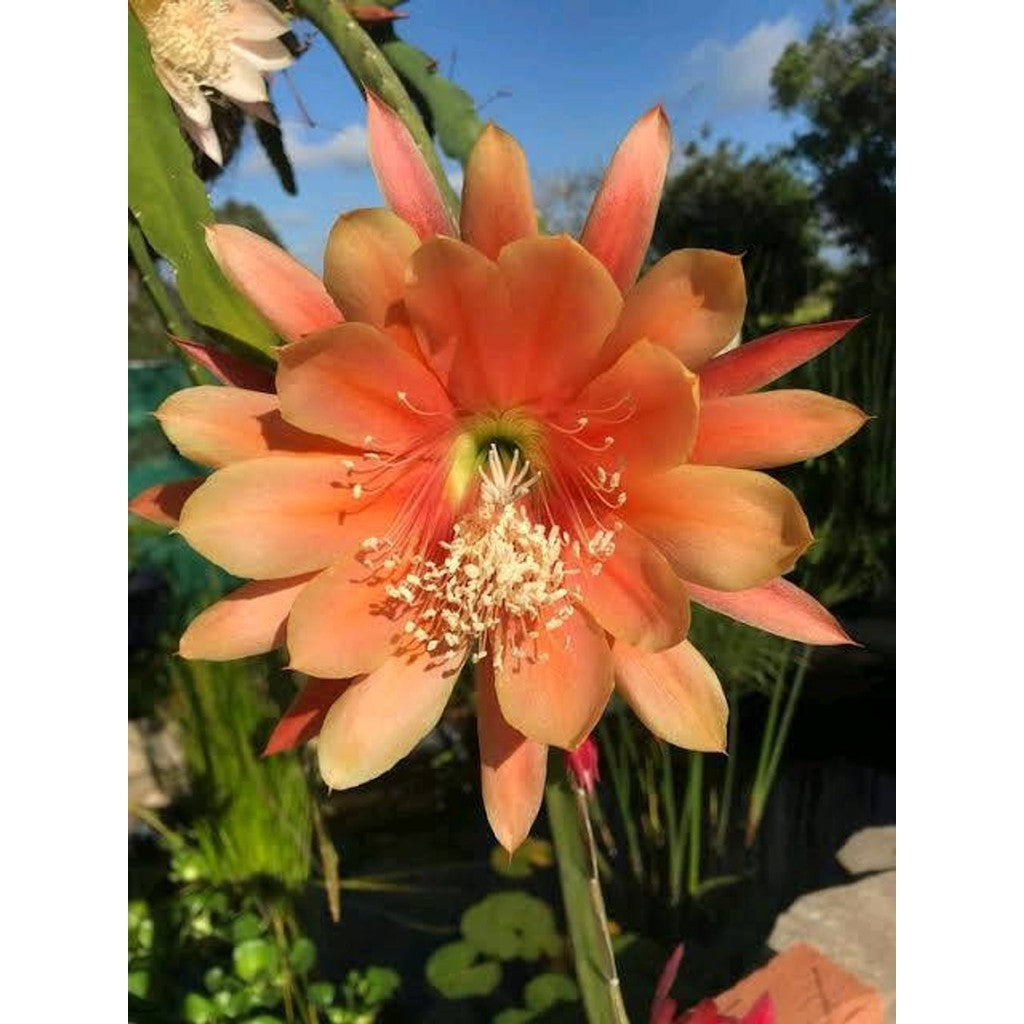 Sindo - Epiphyllum Hybrid King Midas Live Plant QKRHZJ0263