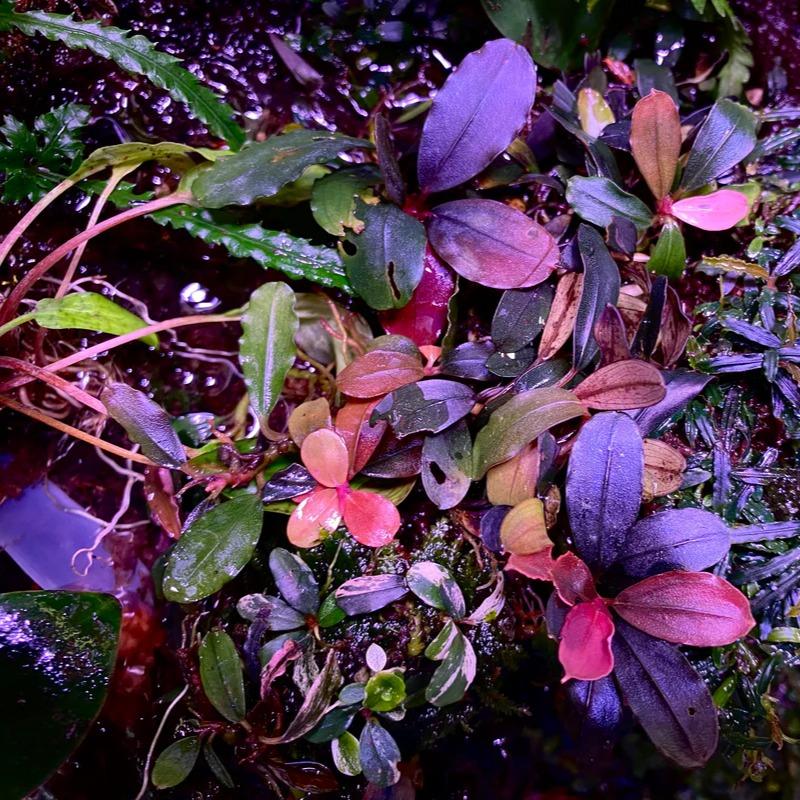Bucephalandra Mini Boyan (Clump – Small) -  - Pokok Buce Mini Boyan (Rumpun Kecil) - मिनी बॉयन ब्यूसे Mini Boyan Bucephalandra – Compact Aquatic Beauty, Small Clump, Slow Grower, Nano Tank Favorite, Collector’s Aquascape LIVE PLANT