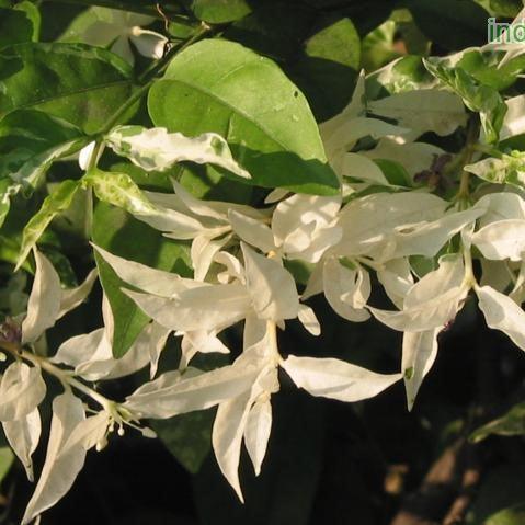 Variegated Water Jasmine (Wrightia religiosa variegata) -  - Pokok Melati Air Variegated - वरिगेटेड वाटर जैस्मिन Wrightia Religiosa Variegata – Fragrant White Blooms, Elegant Variegated Leaves, Bonsai Favorite, Tropical Garden Accent LIVE PLANT