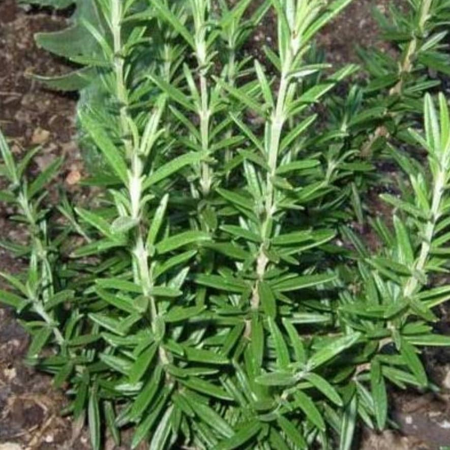 Sindo - Rosemary Herb Plant Krapyak  A Must-Have for Your Garden by Krapyak