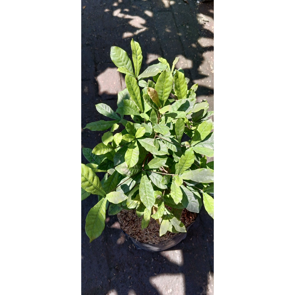 Magical Miracle Berry Plant  Transform Your Taste Buds with Sweetness