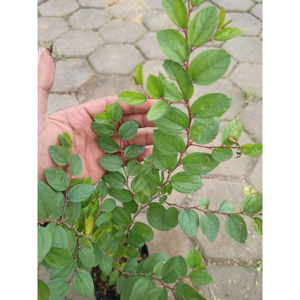 Sindo - Arabian Bidara, Your Great Garden Companion