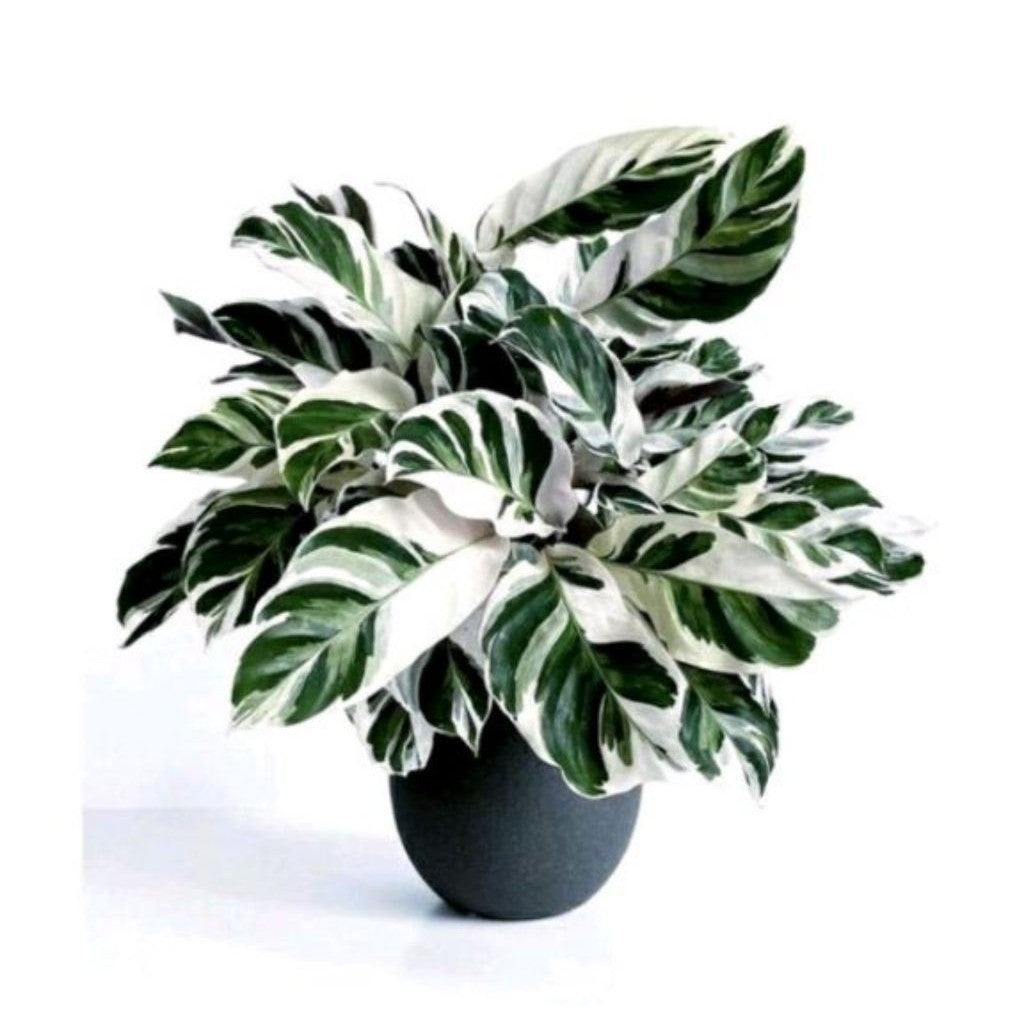 Calathea Tissu Plant / 纸纹美人蕉 / Pokok Meranti Tisu / कैलाथिया टिशू पौधा (Singapore: Calathea Tissu Plant) – Soft Texture,