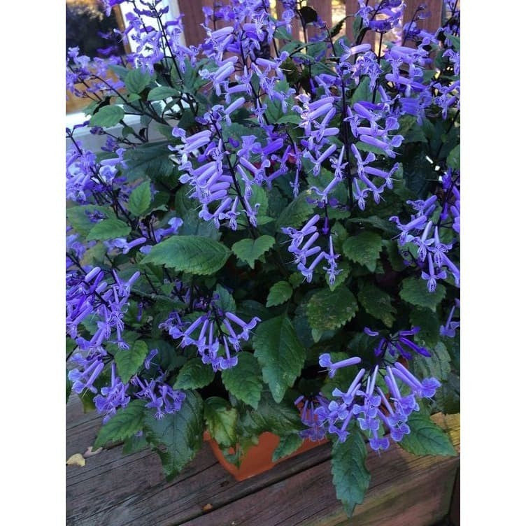 Sindo - Mona Fake Lavender Flower  Lifelike Beauty That Endures in Singapore's Climate by Krapyak