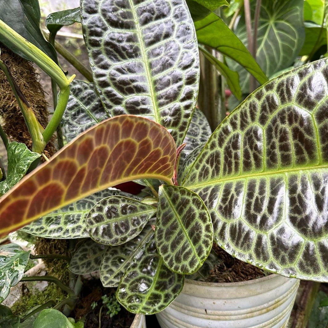 Labisia Turtle Back -  - Pokok Labisia Turtle Back - लैबिसिया टर्टल बैक Labisia Turtle Back – Rare Jewel Foliage, Bold Leaf Texture, Indoor Aroid Lookalike, Collector’s Plant, Compact Tropical Beauty LIVE PLANT