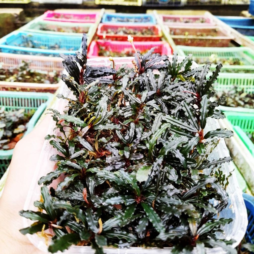 Sindo - Bucephalandra Red Velvet Porsi Mika Live Plant K8CP7NKA4O