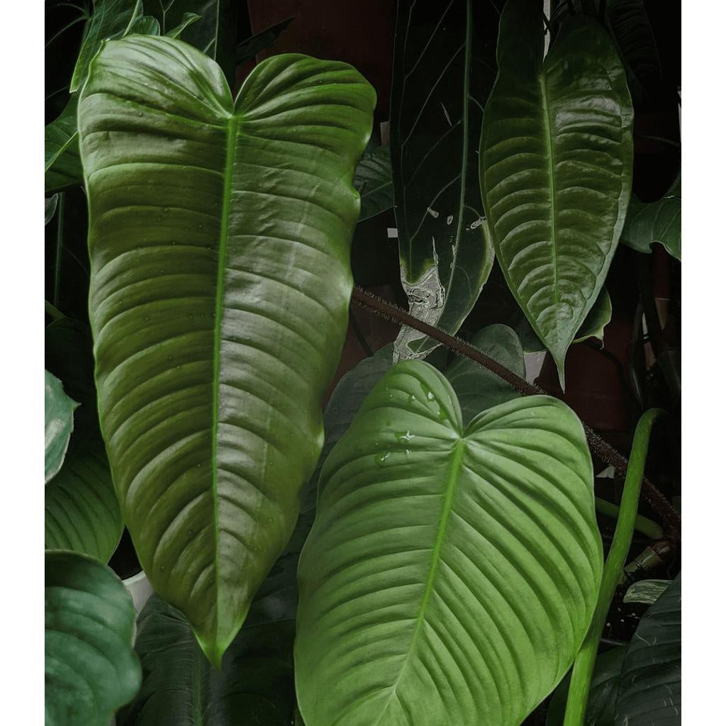 Sindo - Exquisite Philodendron Tenue Fresh Cutting  Captivating Indoor Plant for Your Home