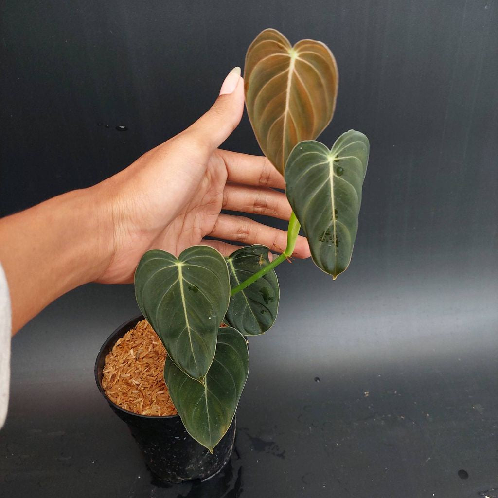 Sindo - Philodendron Melanocrysum By Foliage Nature Live Plant QCBB40LYPV