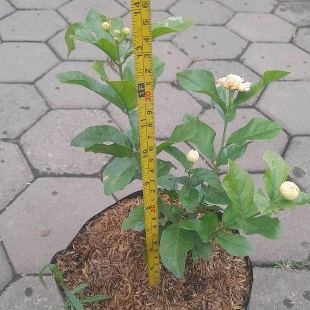 Arabian Jasmine (Jasminum sambac) -  - Pokok Melur Arab - अरबी चमेली का पौधा Arabian Jasmine – Fragrant Blooms, Spiritual Use, Easy Care, Evergreen Shrub, Balcony Friendly LIVE PLANT