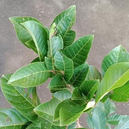 Rambutan Aceh (Nephelium lappaceum) -  - Pokok Rambutan Aceh - अचेह रामबुतान पौधा Rambutan Aceh – Sweet & Juicy Tropical Delight, Easy Peel Flesh, High Yield, Fast Fruiting Tree, LIVE FRUIT PLANT