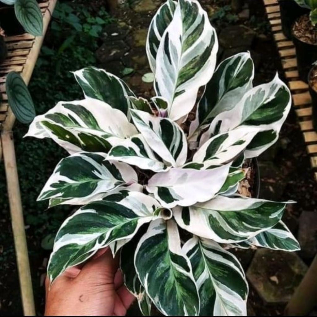 Calathea Tissu Plant / 纸纹美人蕉 / Pokok Meranti Tisu / कैलाथिया टिशू पौधा (Singapore: Calathea Tissu Plant) – Soft Texture,